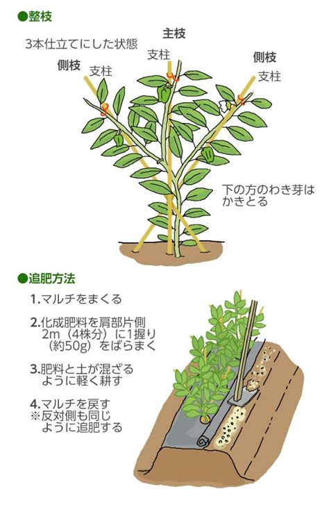 植物栽培方法|失敗しない栽培レッスン（野菜の育て方）｜サカタの 